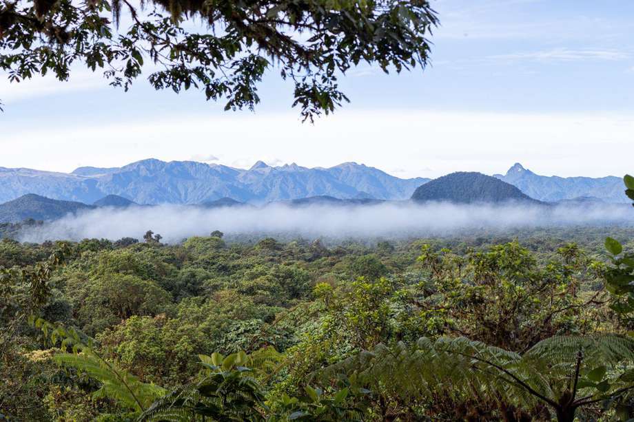 Reserva natural La Planada, ubicada en Ricaurte, Nariño. /Foto: John Jairo Bernal- Instituto Humboldt.