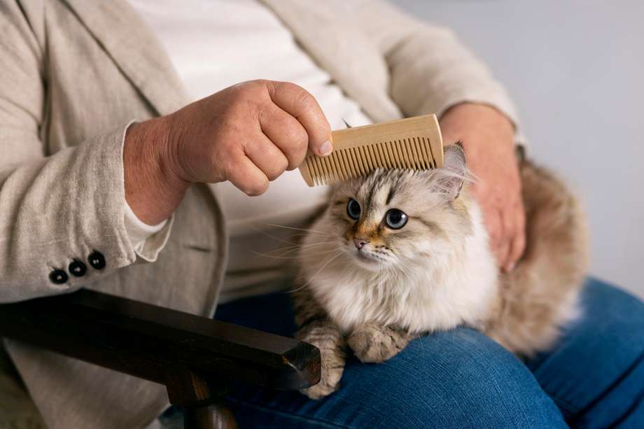 Uno de los atractivos característicos de los gatos es su abundante, brillante y esponjoso pelaje.
