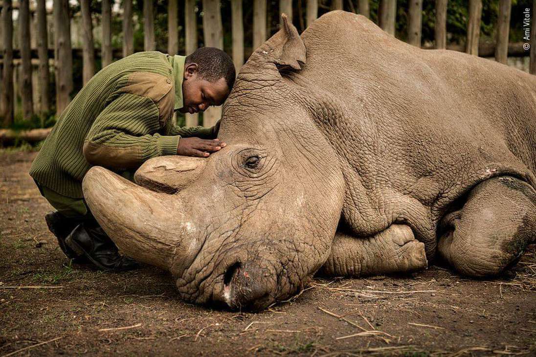 El último adiós, Ami Vitale (EE. UU.): 
Joseph Wachira consuela a Sudán, el último rinoceronte blanco del norte macho del planeta, momentos antes de que el ejemplar muriera en la reserva de vida silvestre Ol Pejeta en Kenia.
