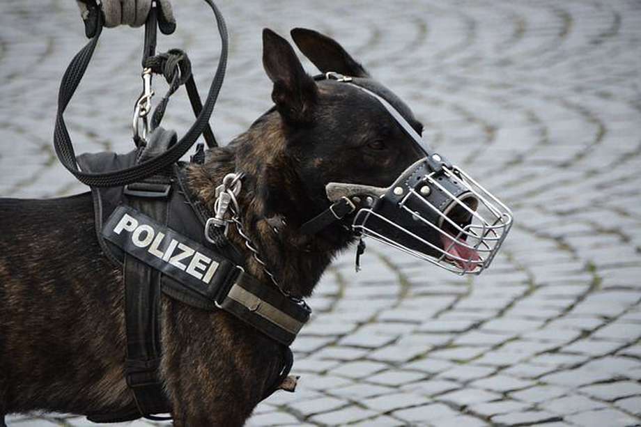 En la mayoría de los casos, cuando se habla de perros policía, la primera imagen que llega a la cabeza es la del pastor alemán.