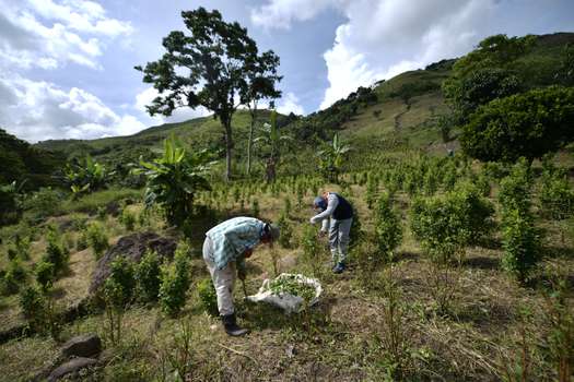Según el Simci de Naciones Unidas, en 2020 (medición más reciente) había 143.000 hectáreas de coca sembradas en Colombia.