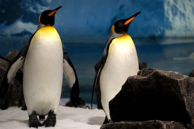 Mueren, al parecer, los primeros pingüinos en la Antártida por gripe aviar