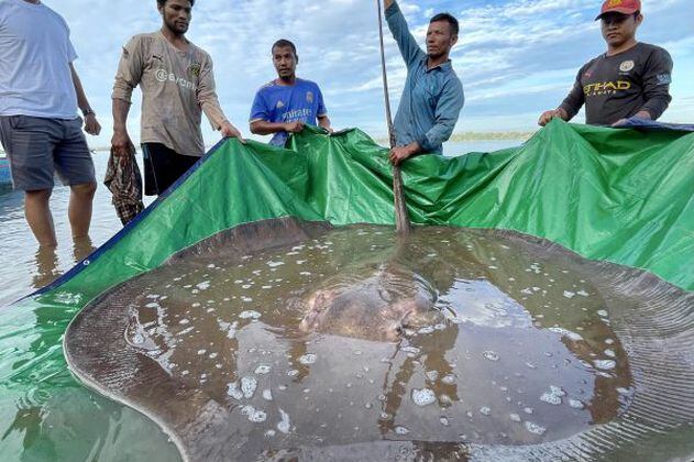 Así fue el rescate de una mantarraya gigante en Camboya