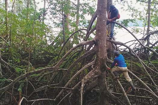 Los expertos durante la medición de los árboles en Santa Bárbara de Iscuandé. / Fotos: Gustavo Castellanos-Galindo - WWF Colombia