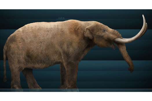 Se estima que la última especie de mastodonte que se extinguió fue hace solo 10.000 a 8000 años.