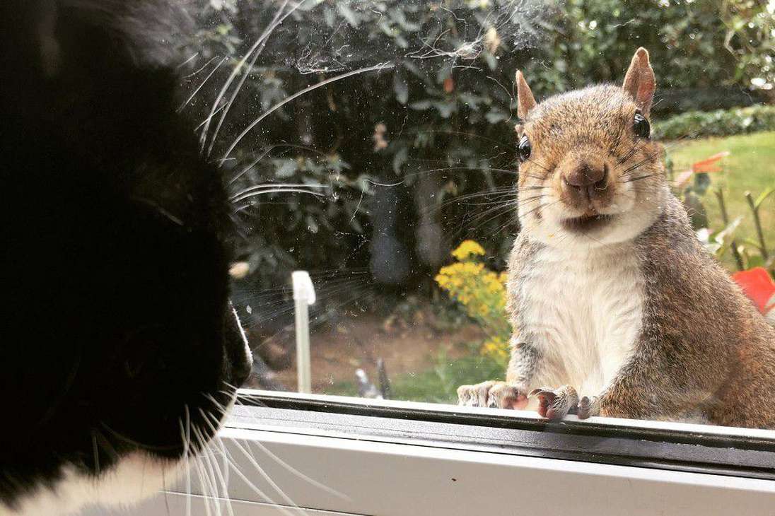 Charlie, el gato de Sarah Hayden, se hizo amigo de una ardilla. La foto ganó el premio de mejor imagen tomada con un celular.