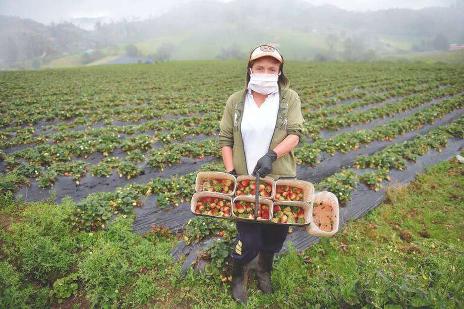 En la imagen, una trabajadora de un cultivo de fresas en Subachoque (Cundinamarca). / AFP
