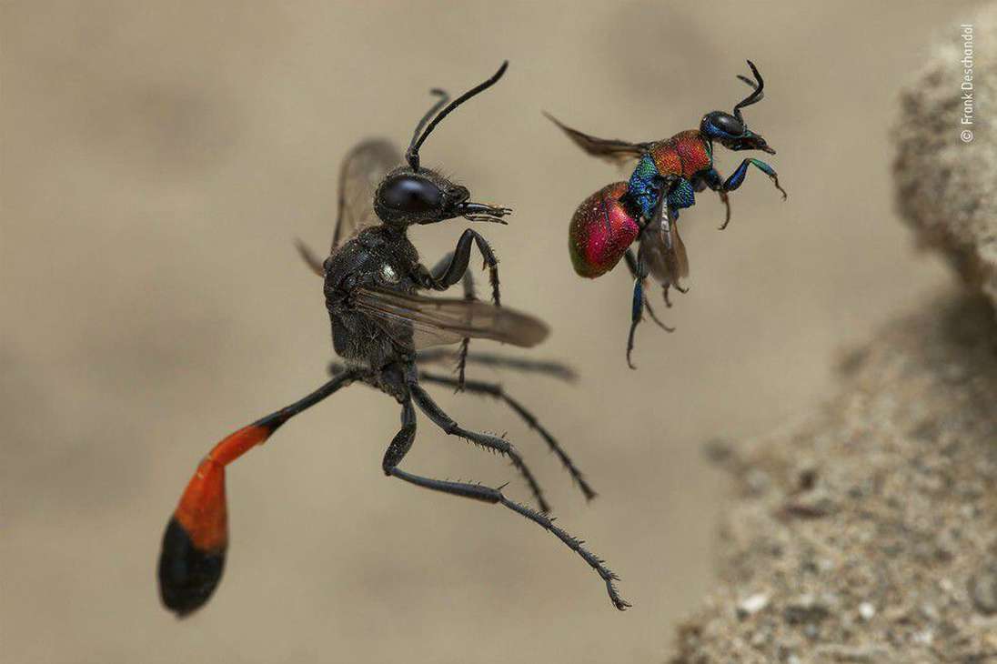 “A Tale of Two Wasps”, fotografía ganadora en la categoría Comportamiento: Invertebrados