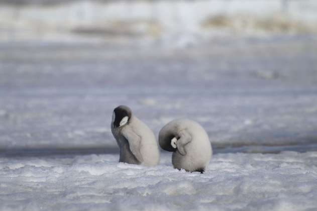 El cambio climático también estaría afectando el comportamiento de los pingüinos 