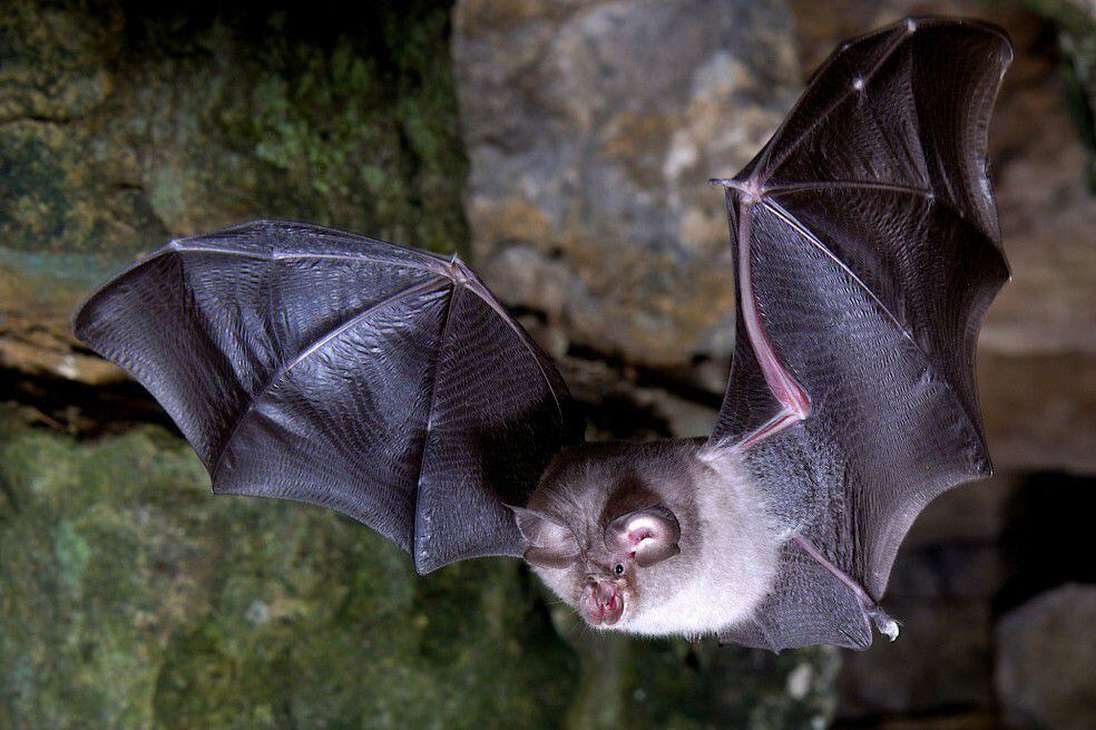 El ganador del concurso fue Daniel Whitby por esta foto de un murciélago de herradura menor.