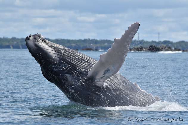 Ballenas jorobadas, uno de los tres mamíferos marinos más amenazados en el país