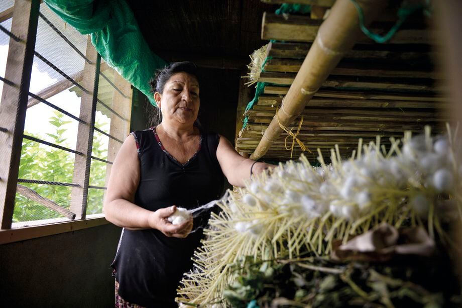 Las fibras de la seda en Colombia están en el Cauca