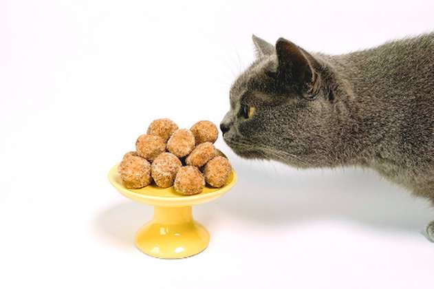 Comida humana para gatos: qué darle y que no a tu mascota
