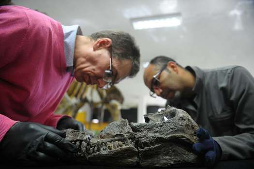 Leslie Noe(izq.) prepara  el montaje del cráneo original, apoyado por un funcionario del SGC.  / Cristian Garavito - El Espectador 