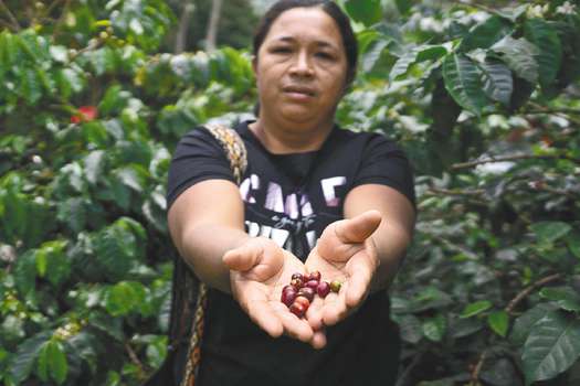 Miriam Mosquera con una muestra de la cosecha de café de la Asociación Juan Tama, que exporta el grano. / Julián Ríos Monroy