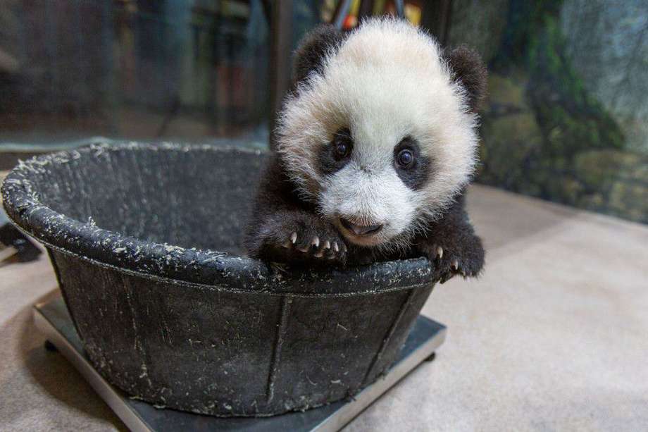El 21 de agosto de 2020 una de las pandas del Zoológico Nacional Smithsonian, Mei Xiang, dio a luz al pequeño cachorro macho llamado Xiao Qi Ji.