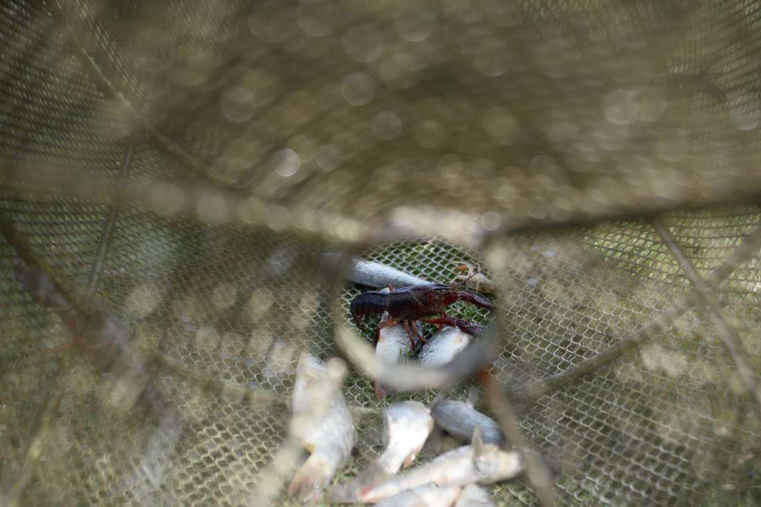 En el proceso para atrapar los cangrejos, se usan trampas, que disponen en varios puntos del lago del parque.