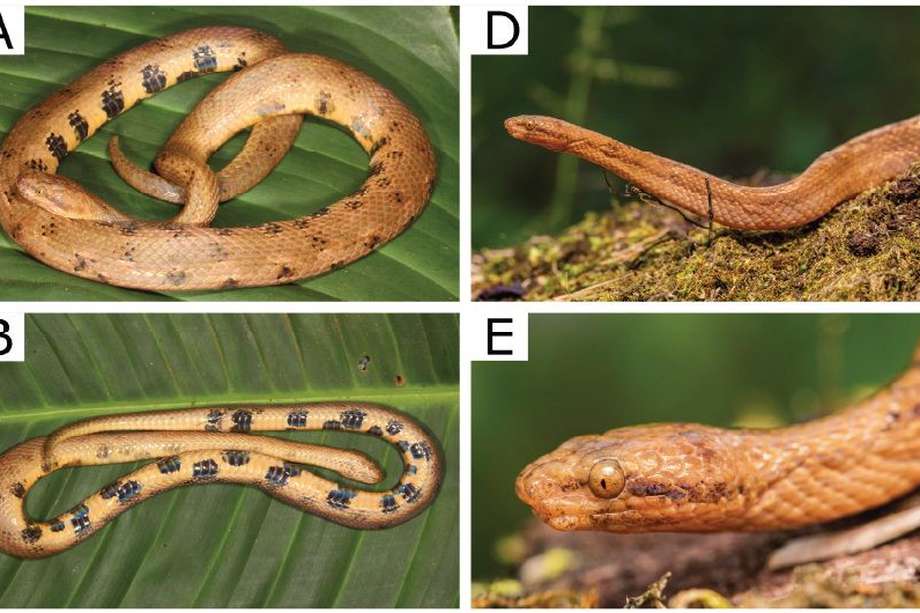 Nueva especie de serpiente boa enana "Tropidophis cacuangoae".