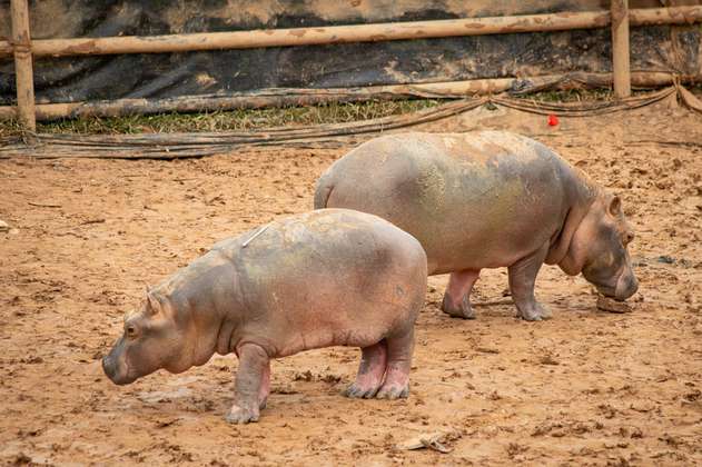 Para control y manejo reubican a pareja de hipopótamos en bioparque de Risaralda
