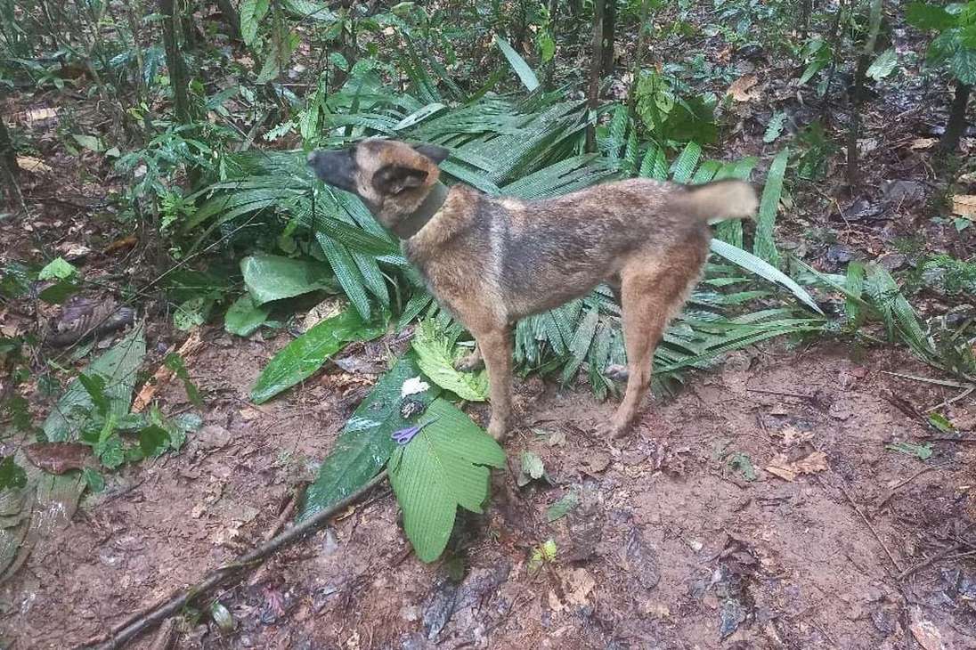 Wilson, el perro que buscaba a los niños en la selva, no aparece, según Petro