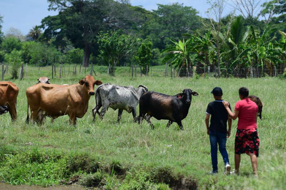 La URT ha restituido 217.052 hectáreas a campesinos, por ruta individual, en 12 años.