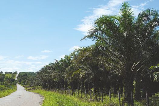 Para llegar a Caño La Sal hay que atravesar una carretera con miles de hectáreas de palma de aceite. / Cortesía