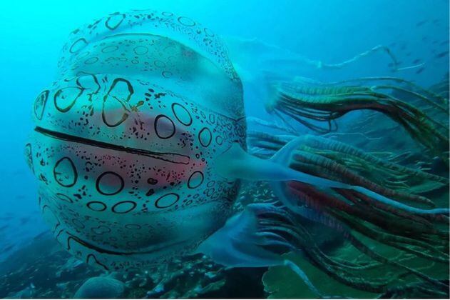 Video: así es la medusa “inusual” que hallaron en las costas de Papúa Nueva Guinea