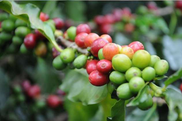 El café arábica alcanza su nivel más alto desde 2022