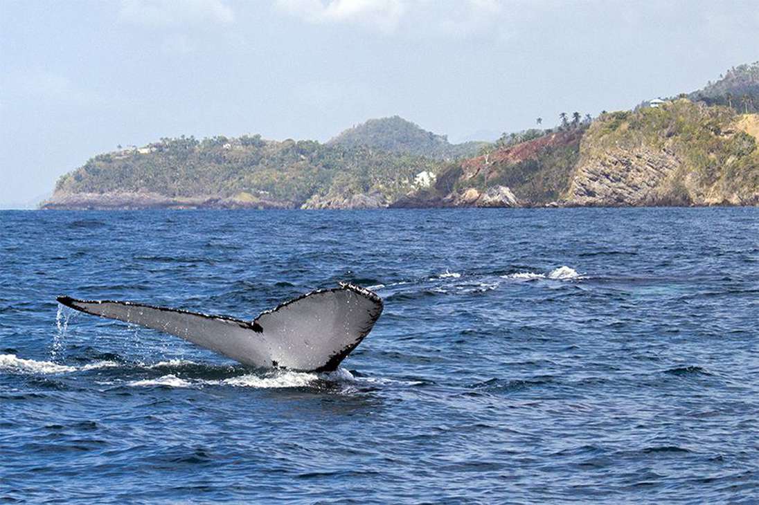 Entre los meses de enero y marzo, miles de ballenas jorobadas nadan más de 5.000 kilómetros para llegar a las costas de República Dominicana para cortejar, aparearse y dar a luz.