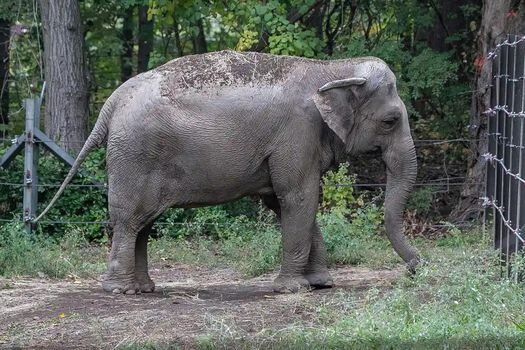 La elefanta ha pasado más de una década viviendo sola, algo que es completamente anormal para los elefantes.