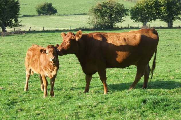 Científicos usan Crispr para modificar genéticamente vacas y hacer que generen más carne