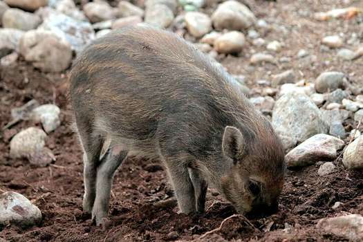El cerdo cerdo de Visayan (Sus cebifrons). / Wikimedia - Creative commons - Calle Eklund