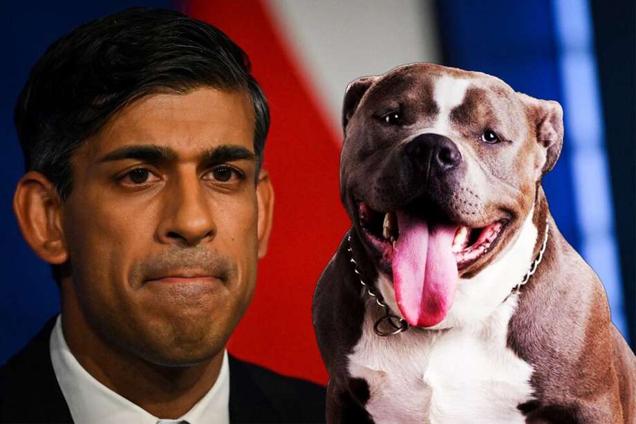 El primer ministro británico, Rishi Sunak, anunció planes para prohibir la raza de perro American Bully XL. 