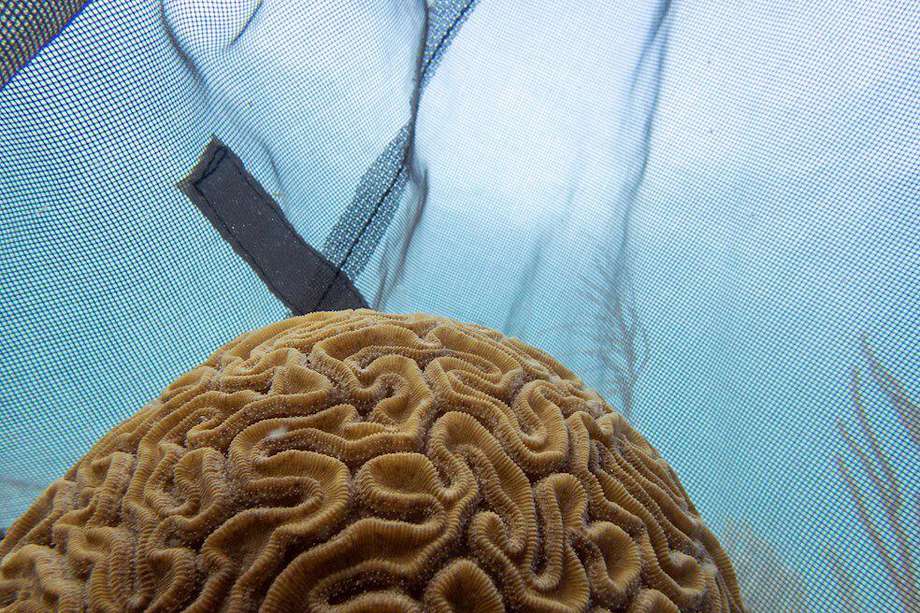 Un coral cerebro, de superficie acanalada, listo para desovar en un arrecife en Key Largo, Florida (EEUU).