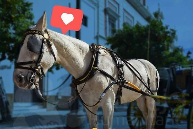 Carrozas con caballos se reemplazarán por carros eléctricos en Cartagena