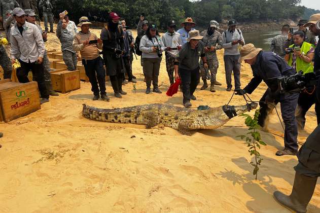Caimanes llaneros del Orinoco, animales en vía de extinción, fueron liberados en Vichada