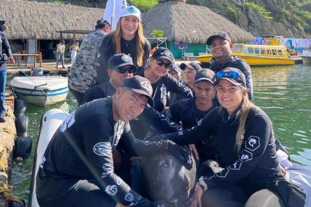 Rescatan y liberan un delfín que se encontraba herido en playas del Magdalena