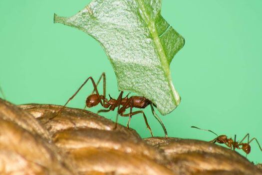 Millones de años de agricultura practicada por las hormigas han remodelado la fisiología de las plantas.  / Universidad de Oxford 