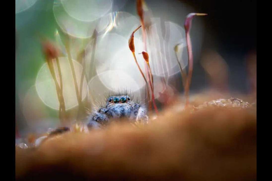 Macrofotografía:
Adrián Truchta capturó esta umagen de un ejemplar hembra de "Philaeus chrysops" caminando alrededor de su nido. La llamó una "sesión de fotos en entorno natural. Luz natural".