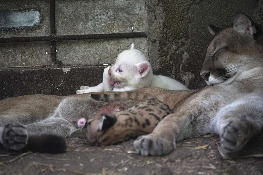 A puma (Felis concolor), born in captivity and considered an endangered species is pictured at the Thomas Belt Zoo in Juigalpa, Nicaragua, on August 23, 2023. (Photo by OSWALDO RIVAS / AFP)