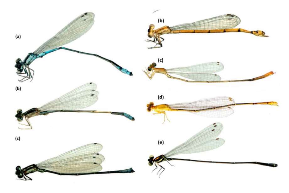 Así se ven algunas de las nuevas especies de libélulas identificadas en el país.