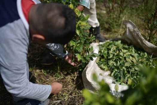 Cultivos de coca en el Cauca, aspectos