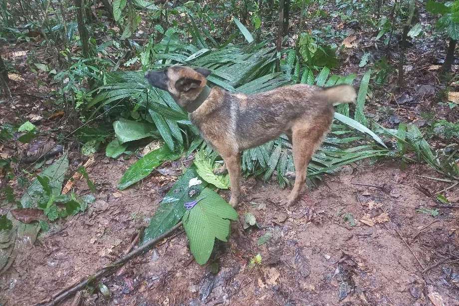 Wilson, el perro que buscaba a los niños en la selva, no aparece.