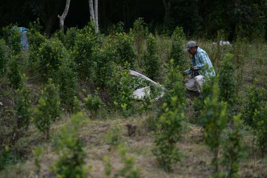 Colombia tiene 146.000 hectáreas de coca sembradas, según la Oficina de Naciones Unidas contra la Droga y el Delito. 