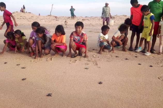 Las tortuguitas que dieron su primer viaje al mar de la mano de niños Wayuú