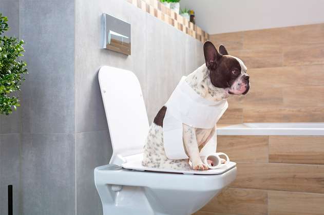 ¿Por qué tu perro te acompaña al baño?