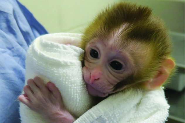 Nace una cría de macaco a partir de tejido testicular prepúber