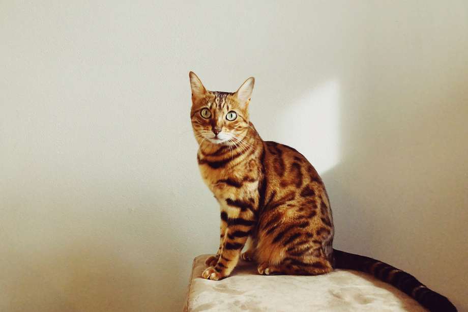 La media de vida del gato de bengala puede llegar hasta los 12 o 15 años, como cualquier otro gato doméstico.