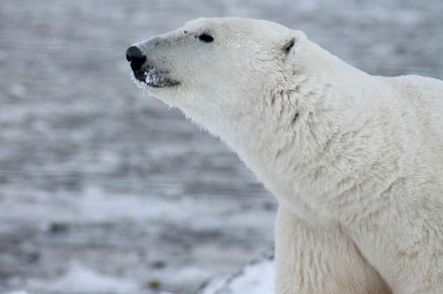 Emergencia en islas rusas por invasión de osos polares