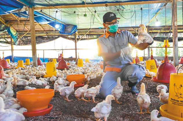 Gripe aviar en Colombia: se descartan casos en humanos 